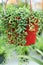 Closeup of a hanging String of Beans succulent