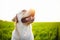 Closeup of the happy dog on the green field on the beautiful sunset. Cheerful labrador retriever sits on the grass with his owner