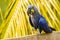 Closeup Happy Hyacinth Macaw Walking in front of Palm