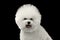 Closeup Happy Purebred White Bichon Frise Dog , isolated Black Background