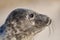 Closeup harbor seal