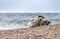 Closeup of Harbor seals laying on the sand of a beach