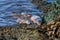 Closeup of harbor seals swimming in water by the coast