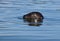 Closeup of a harbour seal head