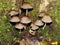 Closeup of a harefoot mushroom Coprinopsis. A mushroom family , on the forest floor with shallow background.