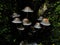 Closeup of a harefoot mushroom Coprinopsis. A mushroom family , on the forest floor with shallow background.