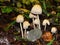 Closeup of a harefoot mushroom Coprinopsis. A mushroom family , on the forest floor with shallow background.