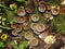 Closeup of a harefoot mushroom Coprinopsis. A mushroom family , on the forest floor with shallow background.