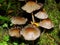 Closeup of a harefoot mushroom Coprinopsis. A mushroom family , on the forest floor with shallow background.