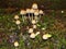 Closeup of a harefoot mushroom Coprinopsis. A mushroom family , on the forest floor with shallow background.