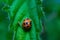 Closeup of a Harlequin ladybird pupa attached to a nettle leaf - invasive species