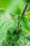 Closeup of a Harlequin ladybird pupa attached to a nettle leaf - invasive species