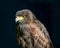 Closeup of harrier hawk