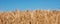 Closeup of harvest of ripe golden wheat rye ears under a clear blue sky in background. Symbol of Ukraine - national blue & yellow