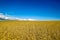 Closeup of harvest of ripe golden wheat rye ears under a clear blue sky in background. Symbol of Ukraine - Ukrainian national blue