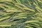 Closeup of harvested wheat tillers