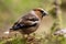 Closeup of a hawfinch on the blurred background, a small passerine bird with brown feathers