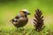 Closeup of a hawfinch male Coccothraustes coccothraustes bird feeding of a pinecone