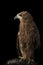 Closeup hawk