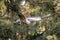 Closeup of a hawk soaring through a pine forest