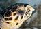 Closeup of a Hawksbill Turtle - Bonaire