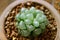 Closeup Haworthia Cooperi Var. Obtusa, potted succulent plants with lovely round tipped translucent leaves