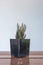 Closeup Haworthia Plants In a small black pot placed on a wooden floor