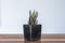 Closeup Haworthia Plants In a small black pot placed on a wooden floor