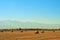 Closeup of the haystack rolls in the agricultural field