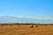 Closeup of the haystack rolls in the agricultural field