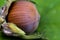 Closeup of a hazelnut Corylus avellana on a leaf