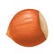 Closeup hazelnut in shell. Vector color realistic icon.