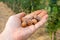 Closeup of hazelnuts piled in the palm of hand against the background of bushes. Autumn Harvesting