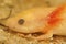 Closeup on the head of an albino larvae of the endangered Spanish ribbed newt , Pleurodeles waltl