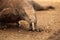 Closeup of Head of Alert Walking Komodo Dragon