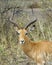 Closeup head with antlers of an impala standing in grass with heads raised