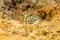 Closeup head of Argentine horned frog Ceratophrys ornata,