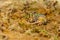 Closeup head of Argentine horned frog Ceratophrys ornata,