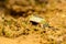 Closeup head of Argentine horned frog Ceratophrys ornata,