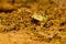 Closeup head of Argentine horned frog Ceratophrys ornata,