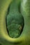A closeup of the head of an Australian green tree python Morelia viridis