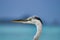 Closeup of head of beautiful heron on white beach near Maafushi Island Maldives