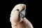 Closeup Head Beautiful Moluccan Cockatoo, Pink salmon-crested Parrot, Isolated Black