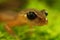 Closeup on the head with big eyes from a Californian Ensatina eschscholtzii salamander on moss