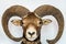 Closeup of the head of a bighorn sheep isolated on a gray background