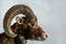 Closeup of the head of a bighorn sheep isolated on a gray background