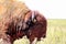 Closeup head of a bull Buffalo sating with tongue sticking out in the Tall Grass Prarie of Oklahoma