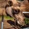 Closeup of a head of a camel (camelus) out of a metallic fence eating a grass