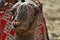 Closeup of the head of camel chewing something against blurred background