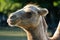 Closeup of a head of Camel on a green blurred background